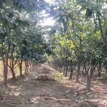 板栗树，产地一手货源，质量保证，欢迎来电咨询