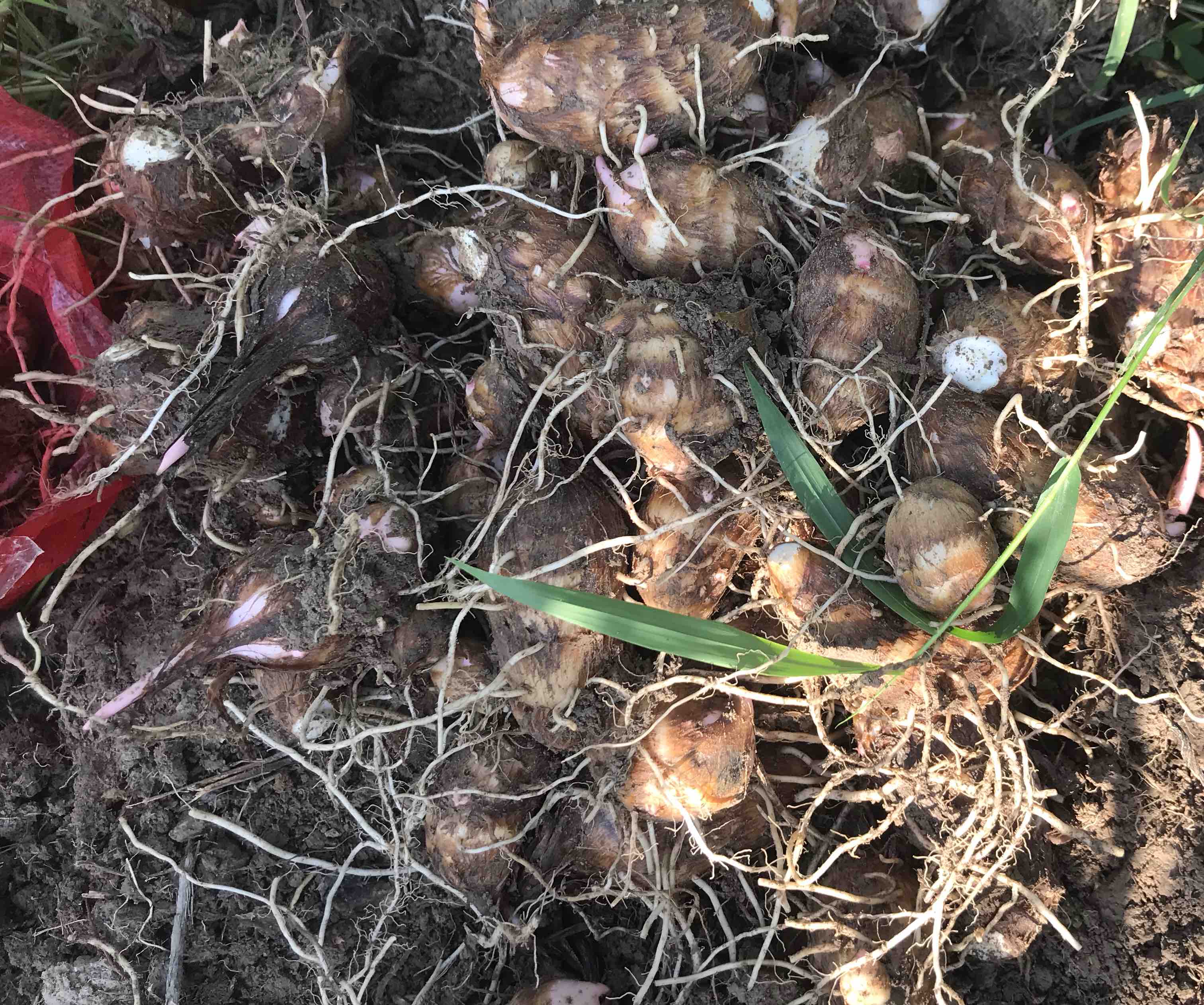 毛芋头田间采收场景