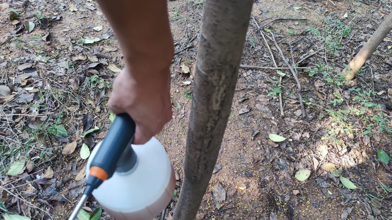 一名技术人员正在使用背负式喷雾器对成排的大叶女贞进行病虫害防治作业,树木整齐排列,叶色浓绿,地面湿润,时间为夏季上午 大叶女贞夏季田间管理场景