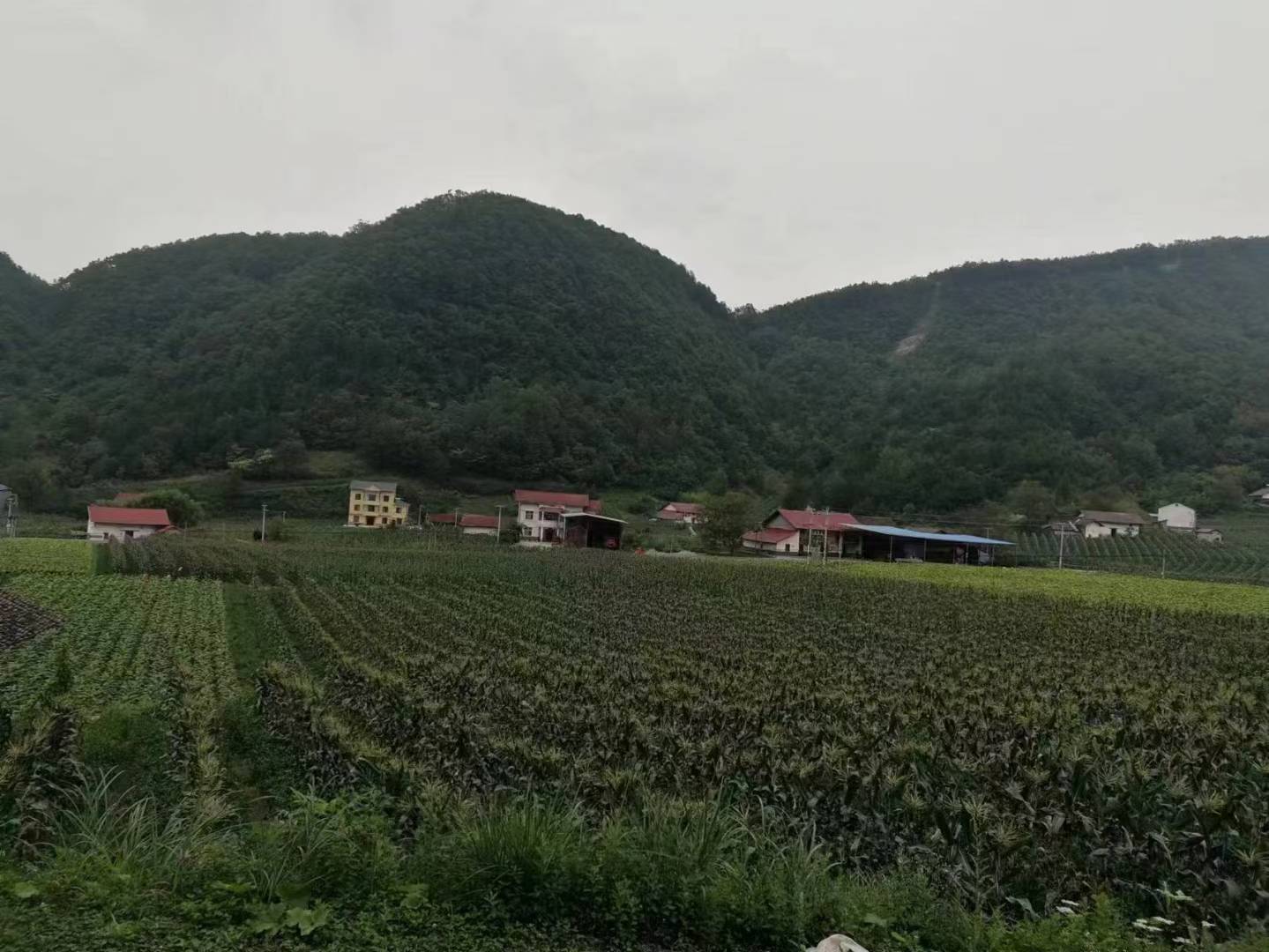 展示中国不同地区胡椒适宜种植时间的地图 胡椒种植时间分布图