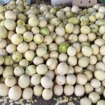 哈密瓜品种齐全，口感脆甜多汁，欢迎各地新老客户前来洽谈合