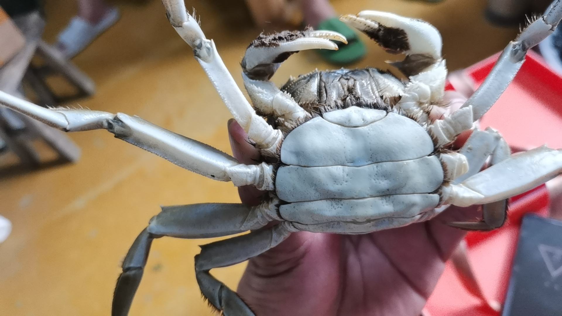 大闸蟹特写