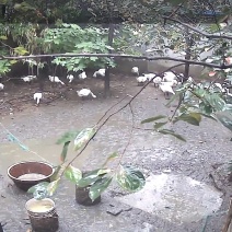 柿子树