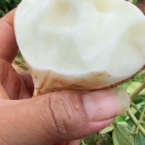 凉薯