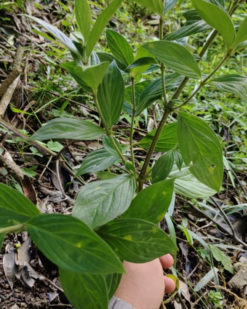 白地牛草药图片图片