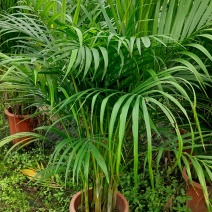 居家绿植散尾葵