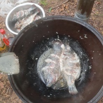北方淡咸水罗非鱼，肉质脆弹