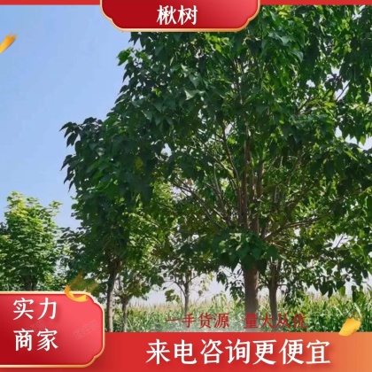 太康县楸树价格行情走势 - 一亩田