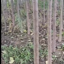 楸树8-10公分价格可商量