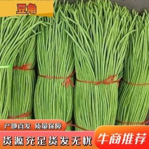 【精品豆角】青豆角白豆角货源稳定一条龙供应全国有需致电