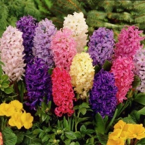 葡萄风信子种球水培套装耐寒秋冬季春节花卉土培盆栽室