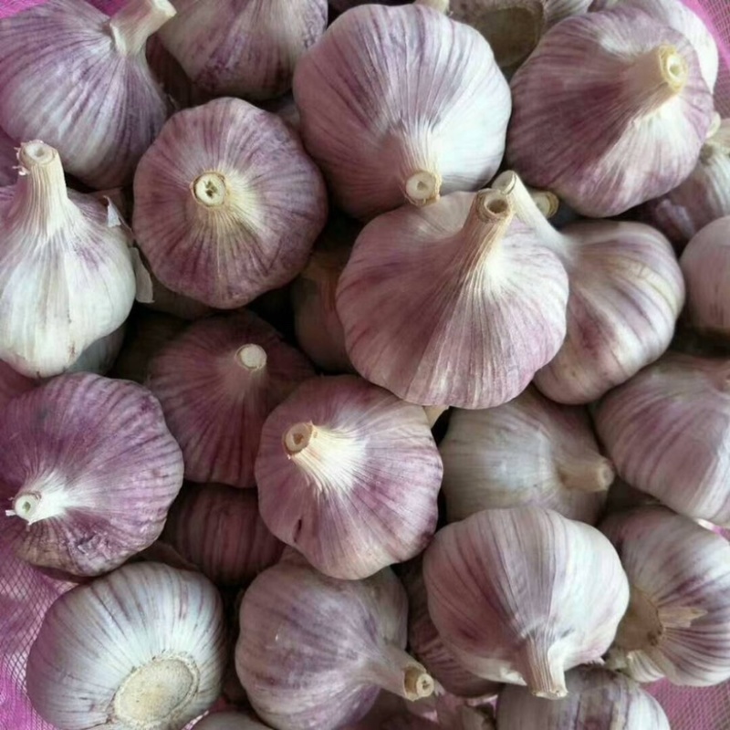 (元/斤)品种产地大蒜产地热销紫皮蒜行情走势紫皮蒜品种2元/斤5公分
