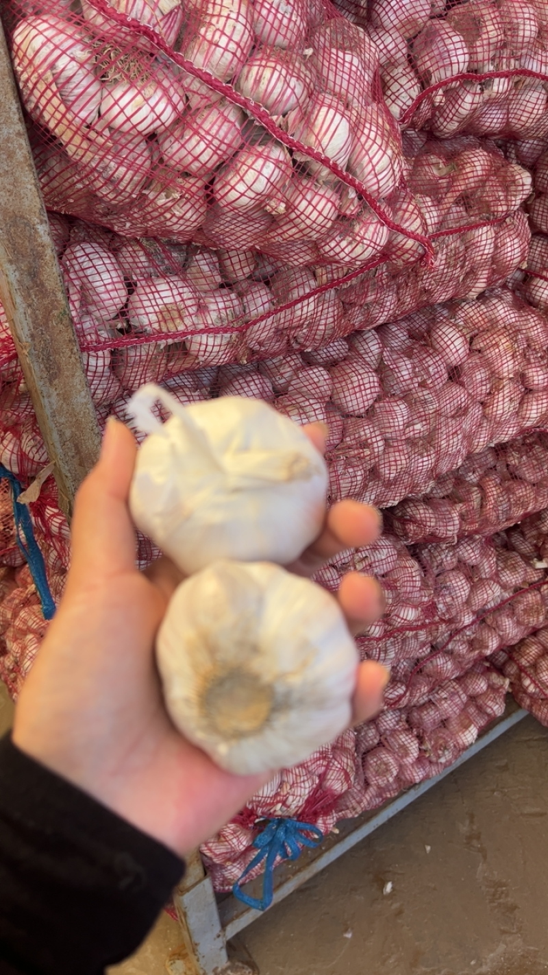 大蒜白皮大蒜太空2号产地直发