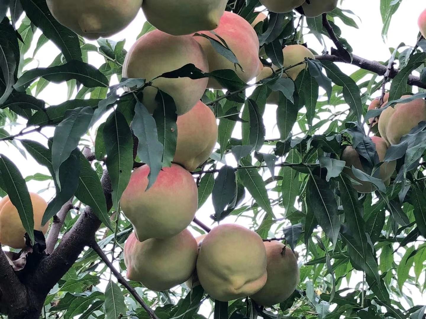 中华红寿桃果园种植场景