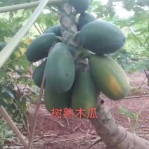 木瓜大青，品质高，价格优美，天天有货