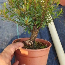 小叶赤楠小盆景球状S型种植基地，