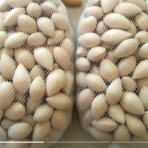 白果