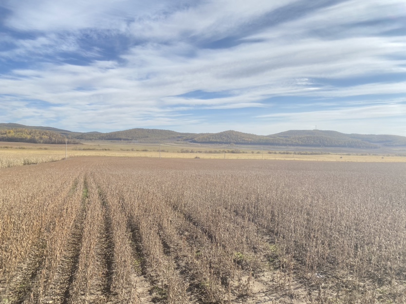 鄱阳湖平原豆参原料种植基地航拍图