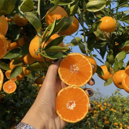橘子湖北特早蜜桔 带叶蜜桔  皮薄纯甜 果园看货 产地批发国庆一号叶