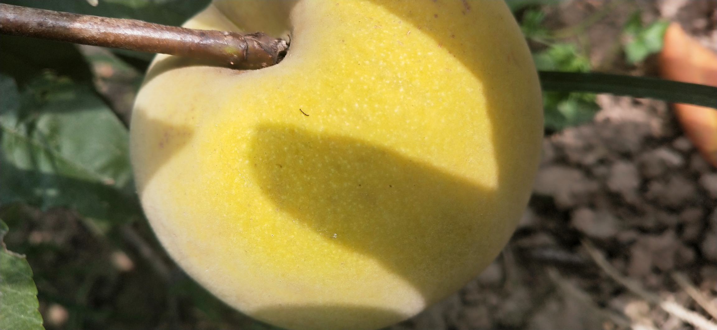 一颗成熟饱满的黄桃,表皮呈金黄色,带有淡淡绒毛,果肉为亮橙黄色,切开后露出中心的硬核,果汁丰富,背景为田园果园环境 黄桃特写