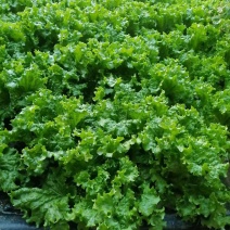 青海生菜西宁生菜上散叶生菜自大量供货一手货源对接全国市场