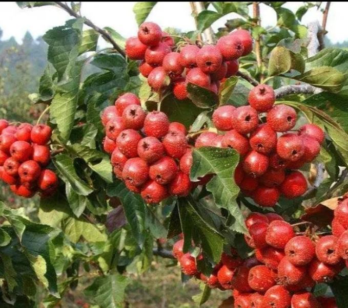 山楂果实特写：红褐色成熟山楂果，表皮微皱，带宿存萼片，切面可见浅黄色果肉与放射状排列的褐色种子