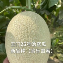 玉门哈密瓜25号白哈密瓜产地25号白皮哈密瓜批发基地