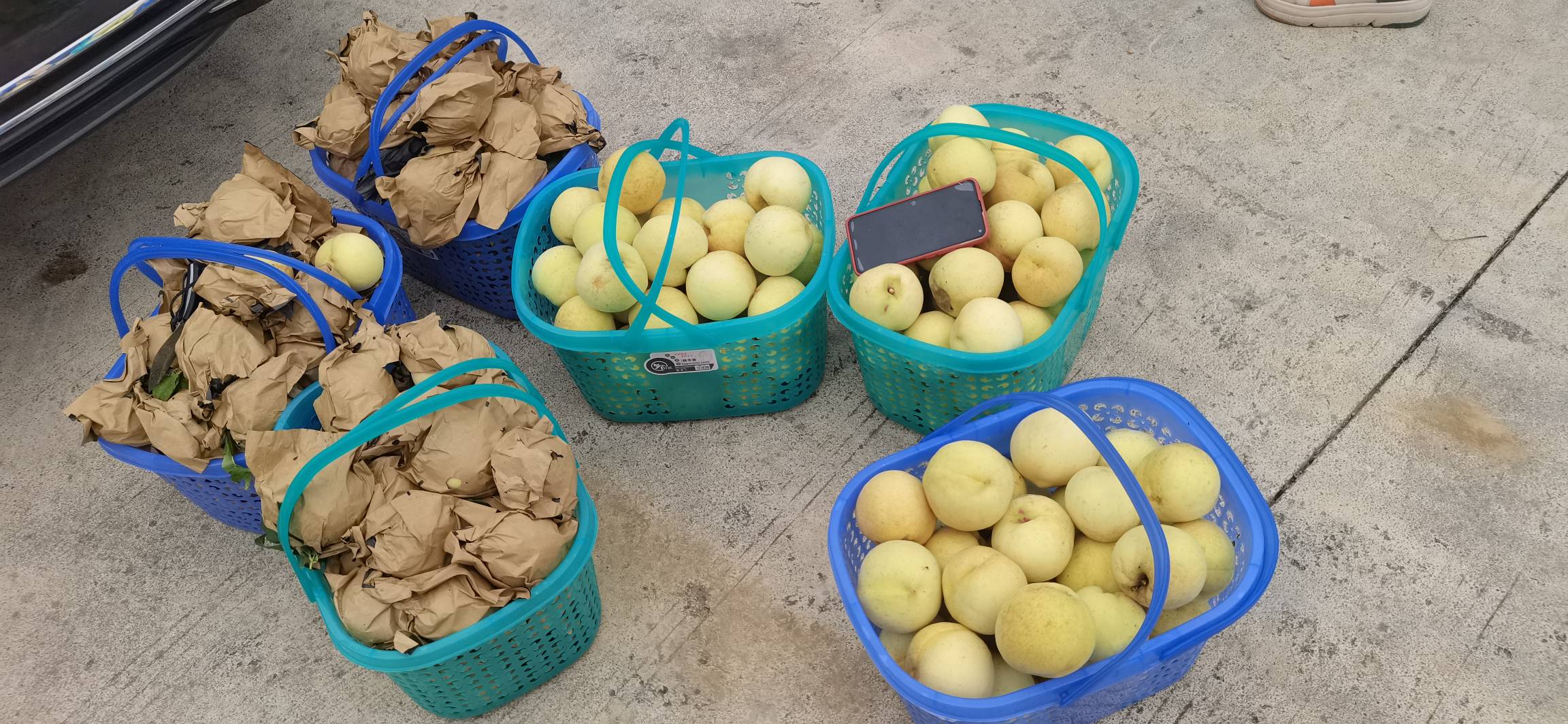 冬桃采摘与分拣场景