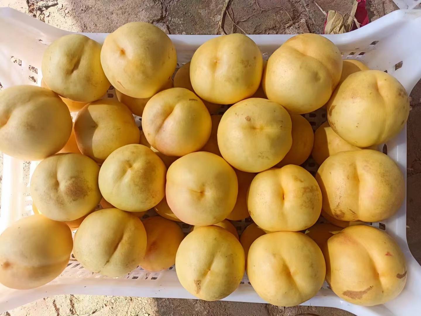 驻马店冬桃采摘与分拣场景图