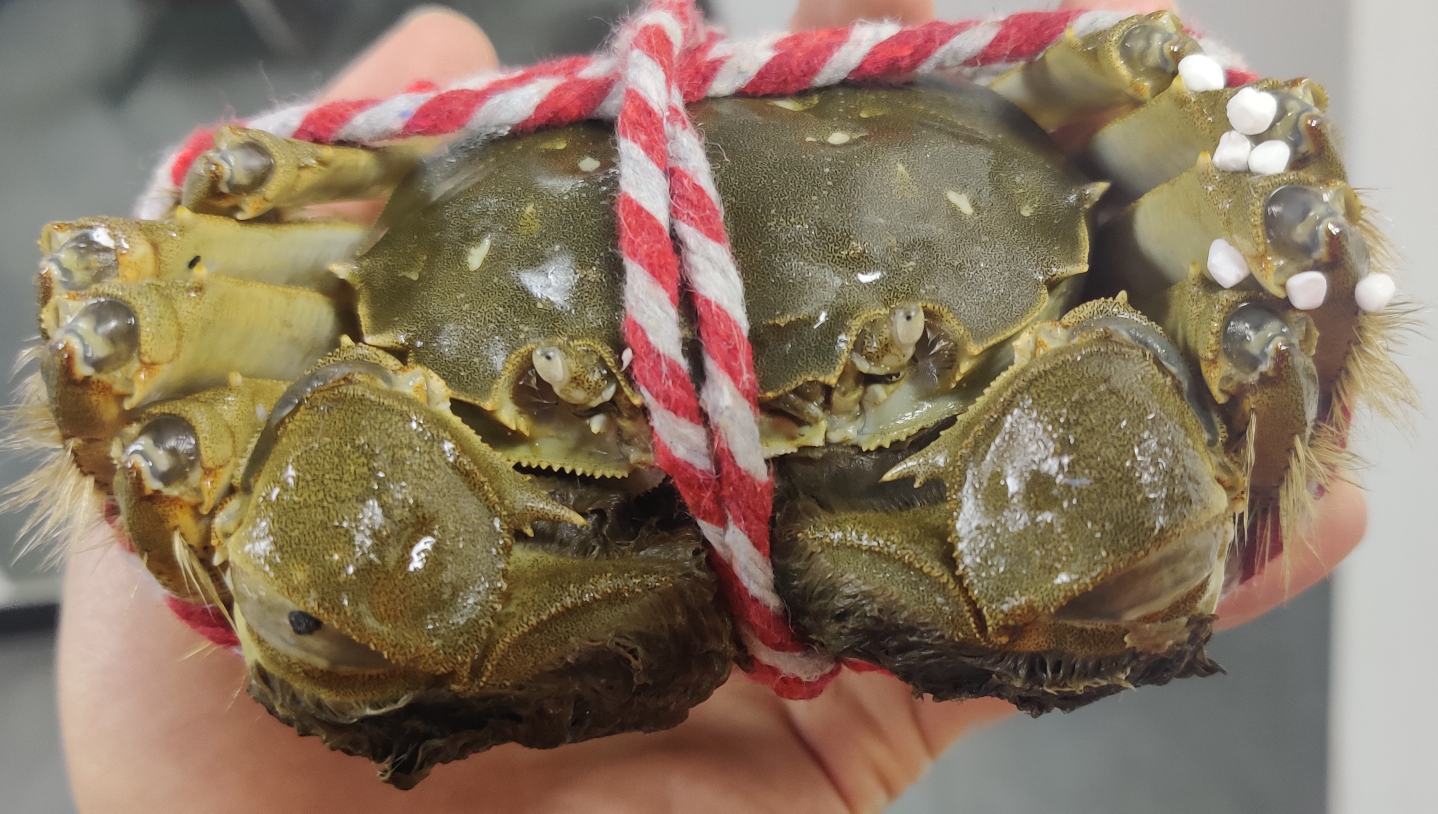 远海梭子蟹蟹籽特写照片