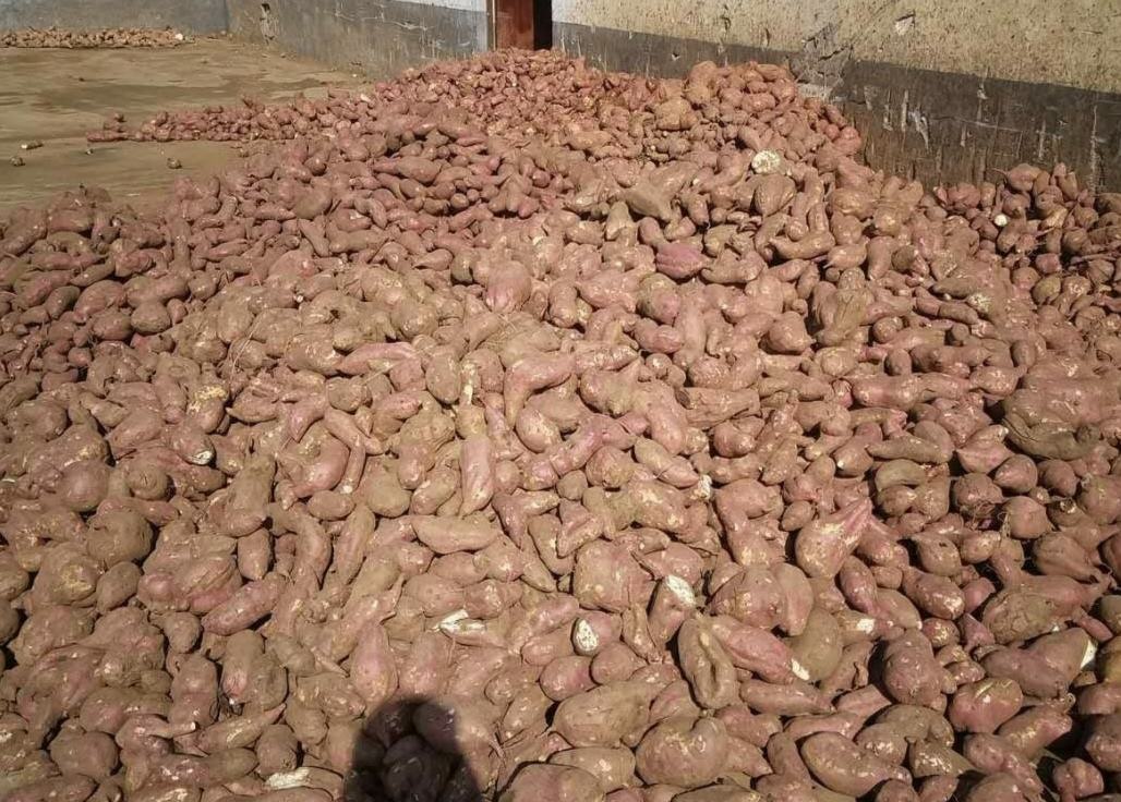 大面积种植的济薯25进入采收期,农民正在田间收获成熟的块根 济薯25田间丰收景象