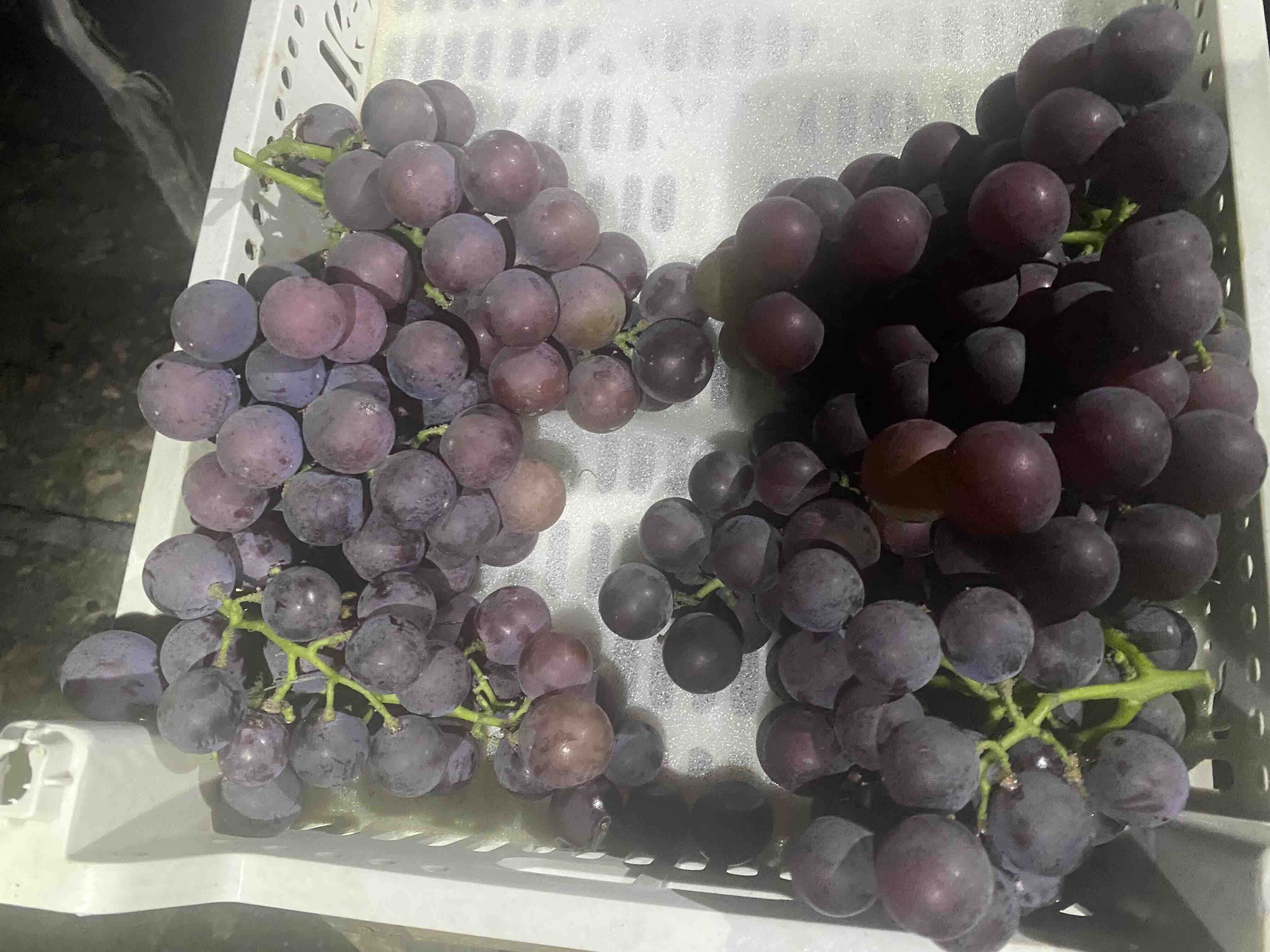 新鲜巨峰葡萄特写对比图