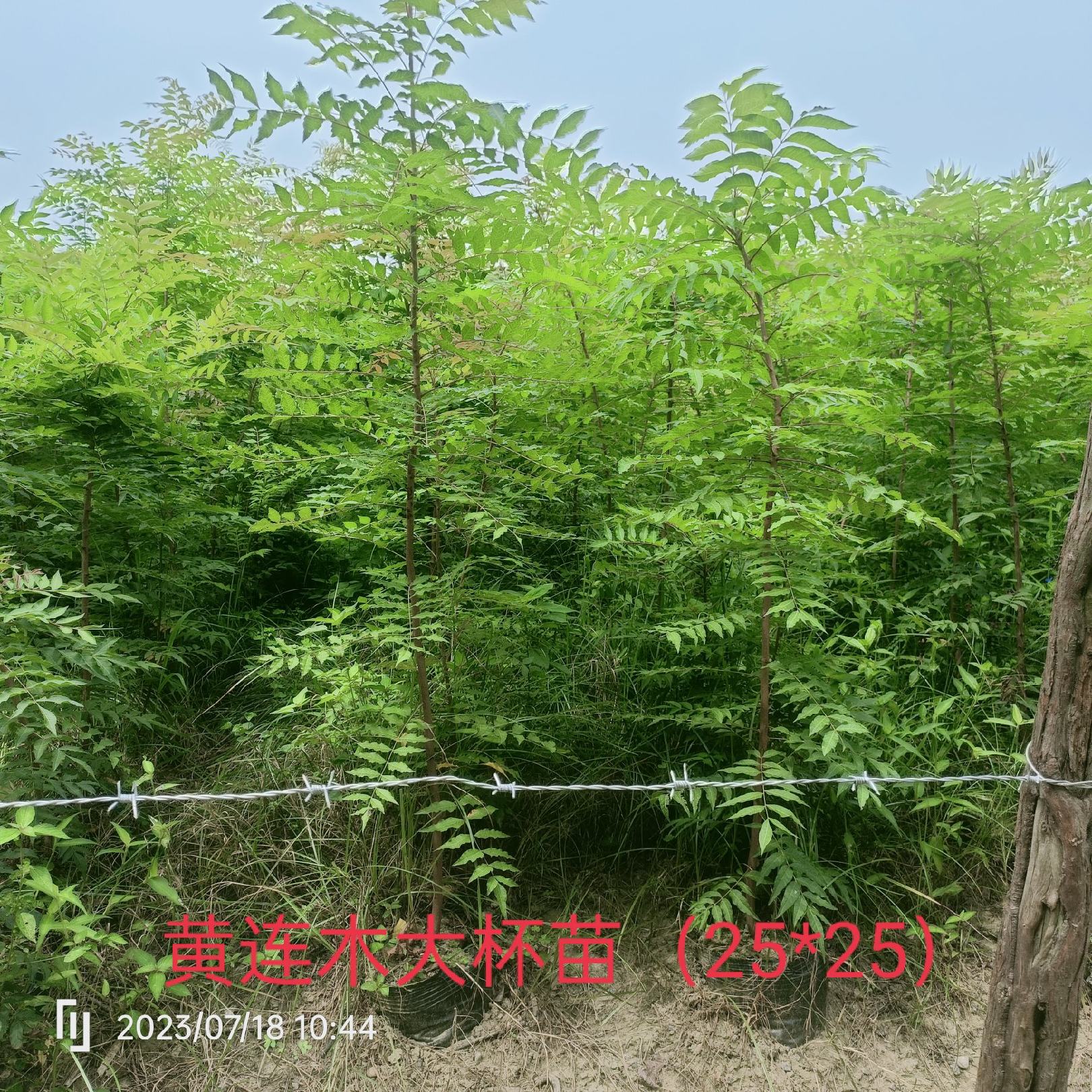 [黄连木树苗批发]湖北荆门钟祥市黄连木树苗 12.00元/棵黄连 _ 一亩田