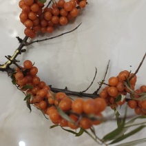 沙棘果