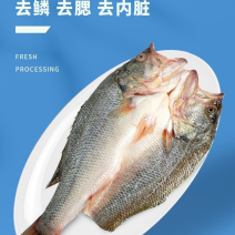 三去加州鲈鱼免处理开背鲈鱼淡水鲈鱼餐饮商用烤鱼纸包鱼食材