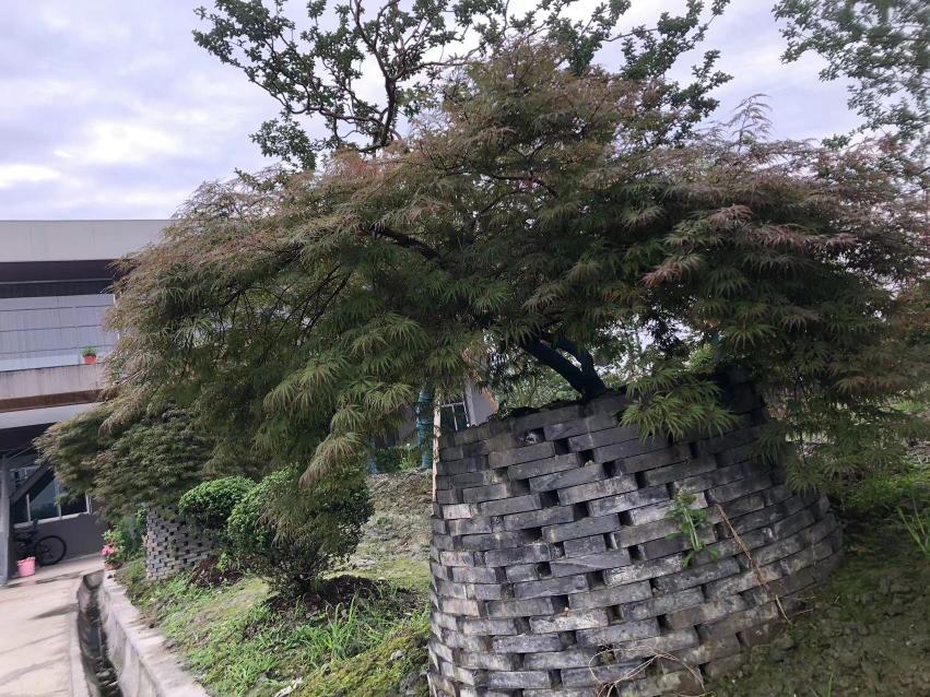 红梅庭院景观图