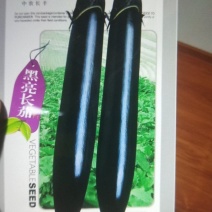 黑亮长茄种子