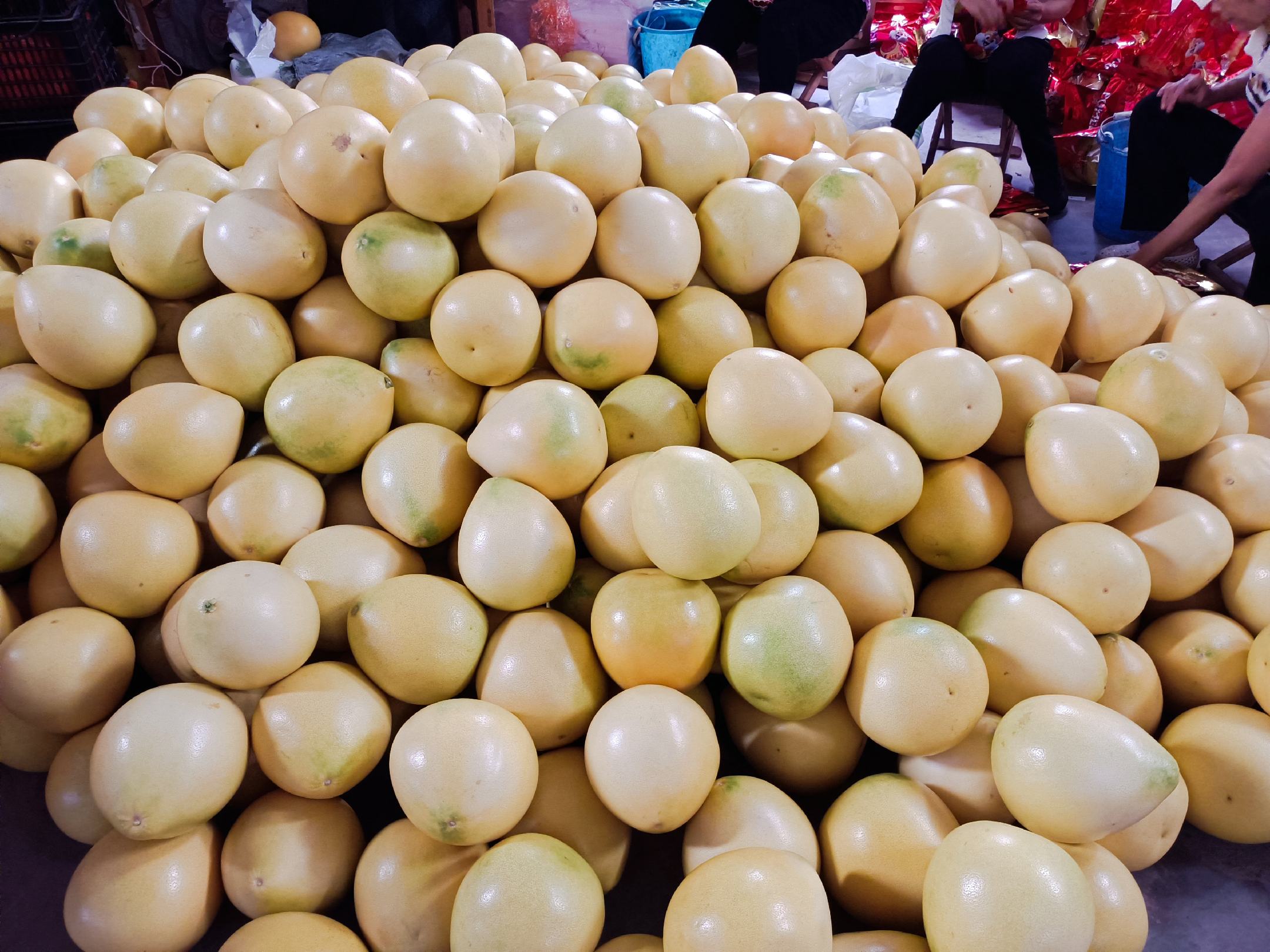 多位农民在果园中忙碌地采摘琯溪蜜柚,箩筐里堆满了刚摘下的蜜柚,脸上洋溢着丰收的喜悦,远处有运输车辆准备装货,展现秋季 harvest 的热闹景象 琯溪蜜柚丰收场景