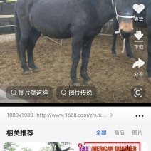 肉马