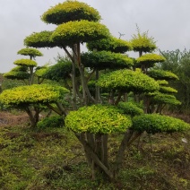 专业造型亮晶女贞