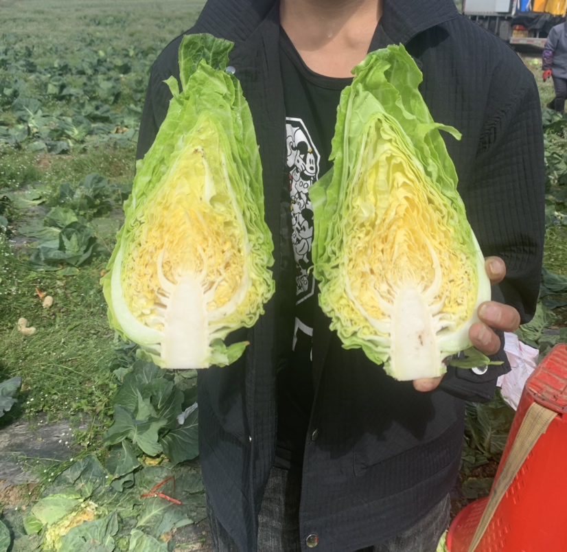 牛心甘蓝特写对比图