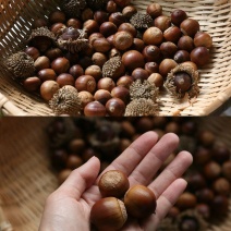 河南橡子