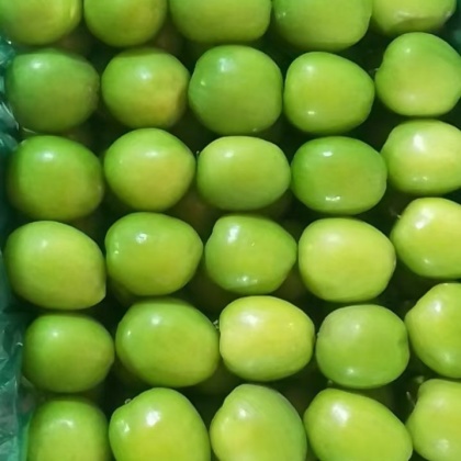 乐陵市鸡心枣产地行情