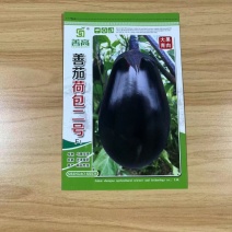 善茄荷包二号茄子种子抗病抗逆稳产基地用优质品种质优