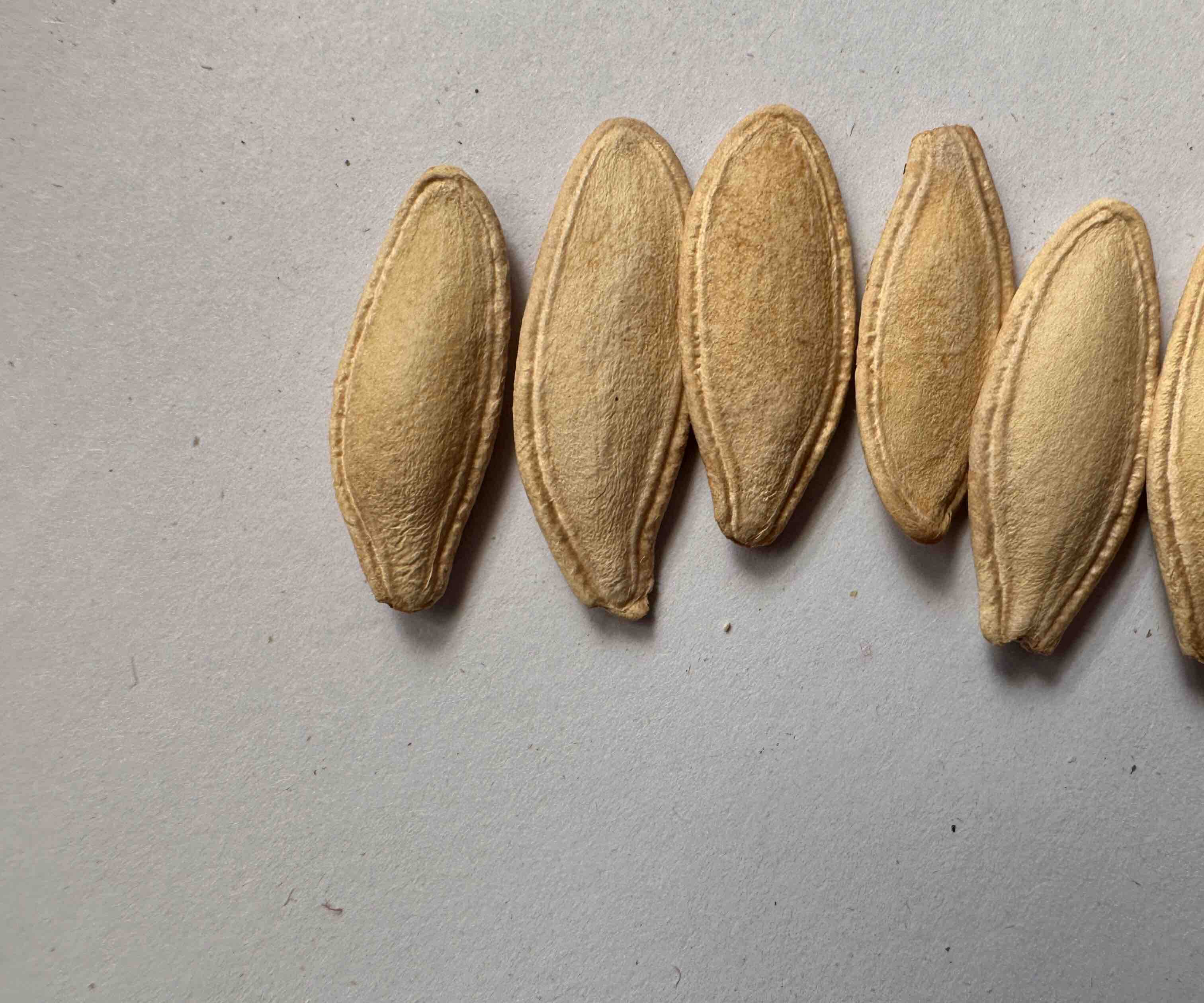 南瓜籽与西葫芦籽对比图