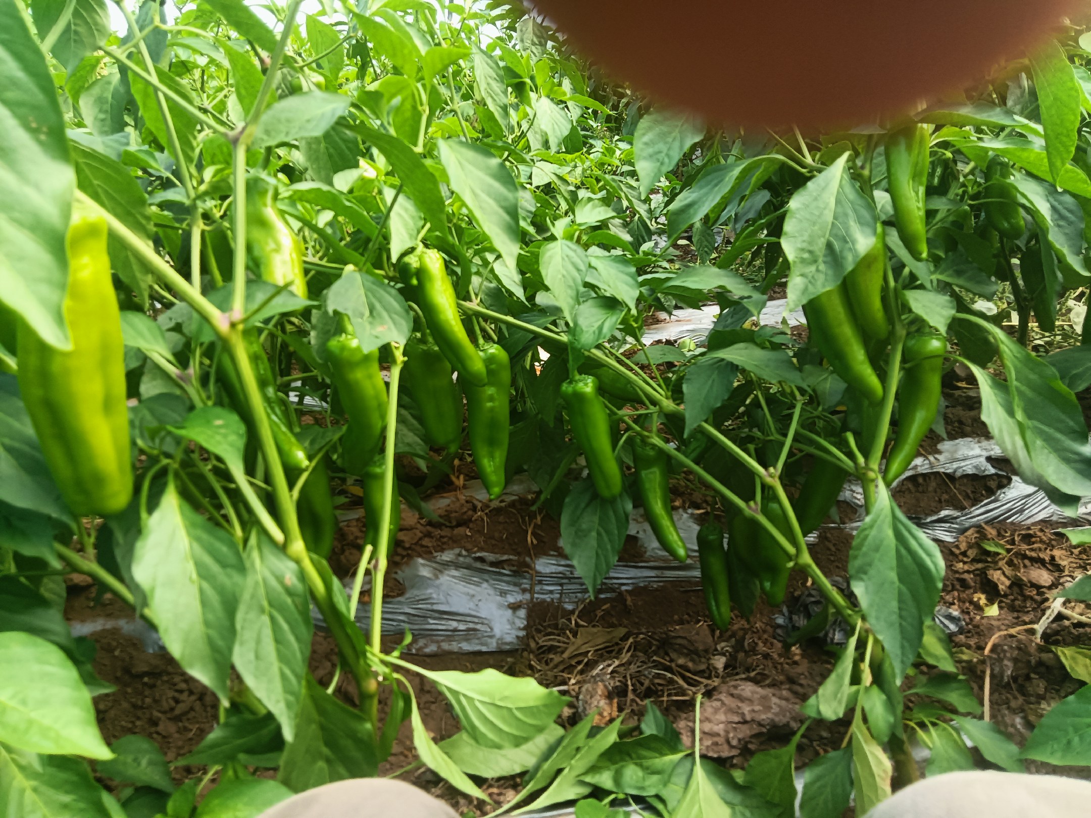 展示青色圆辣椒在农田中的种植情况,植株整齐,果实挂满枝头,农民正在采摘 青色圆辣椒田间种植场景
