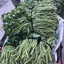玉林博白空心菜坡地可旱改水有意者v我价格好商量