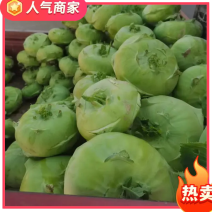 莱芜精品苤蓝大量上市，新鲜嫩脆，口感好，欢迎各位老板选购