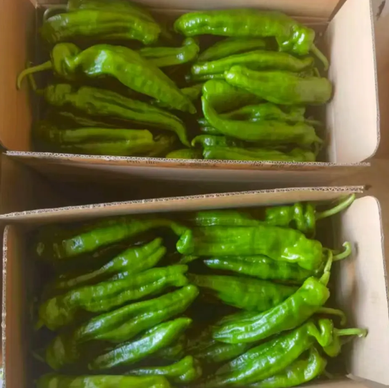 货架上摆放着多种规格的301辣椒产品,包括真空包装鲜椒、小袋装干辣椒、礼盒装辣椒面,标签清晰标注‘301优质线椒’,背景为现代农贸市场或超市冷柜区,体现高端商品化形象 301辣椒成品包装与市场陈列效果