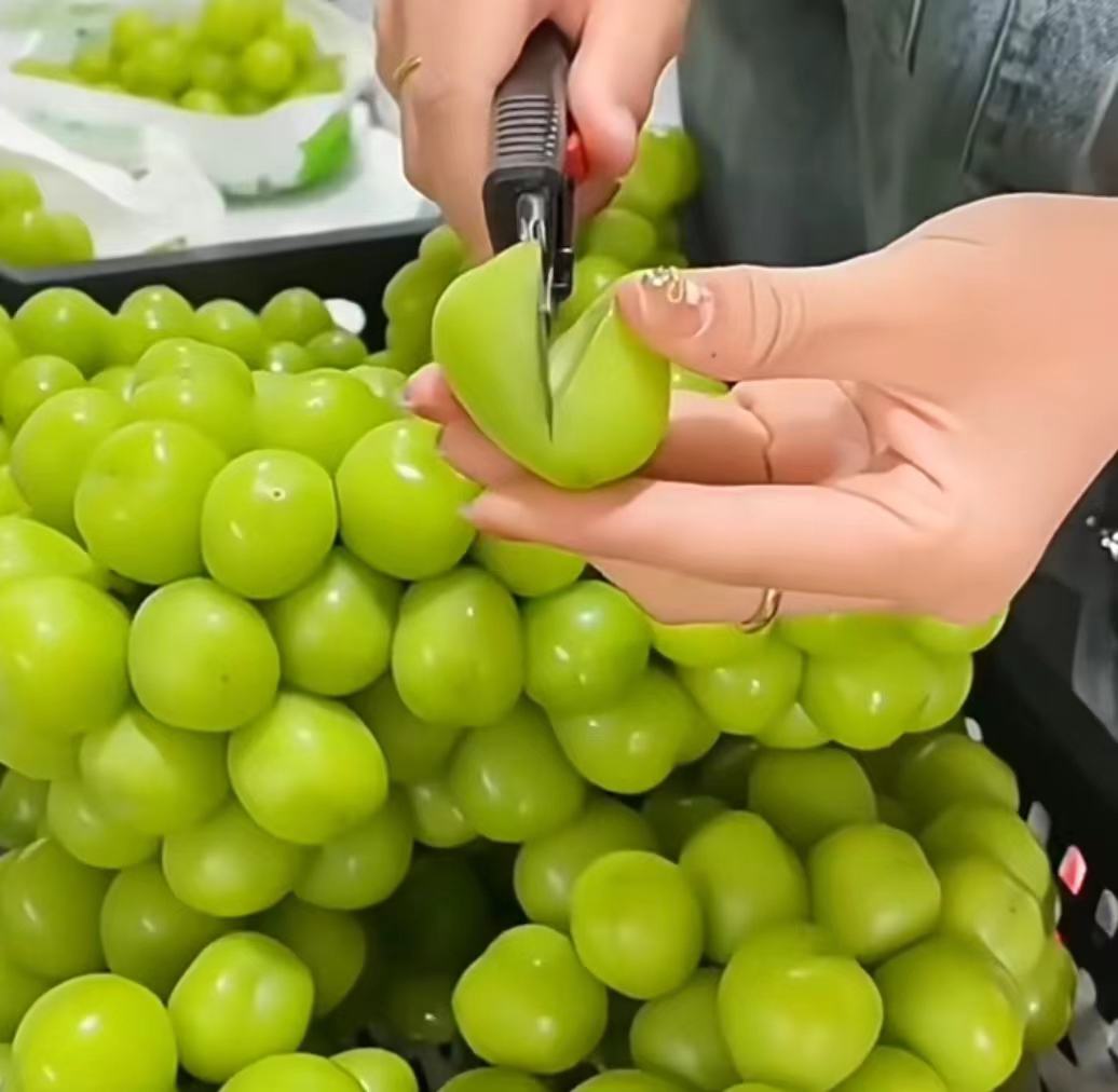 春季剪枝操作示意图